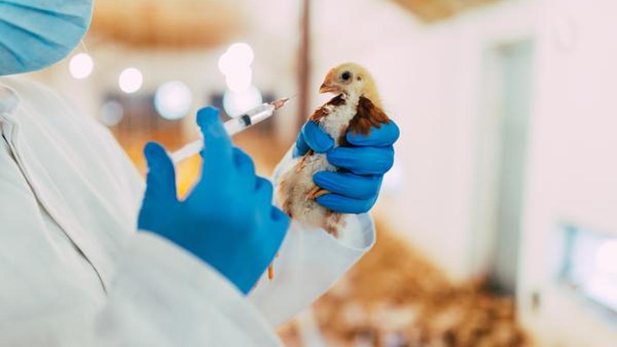 The Role of Nutrition in Enhancing Livestock Productivity